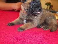 CHIOT - collier rouge -Maximus