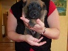CHIOT - collier rouge -Maximus